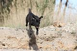 CANE CORSO 442